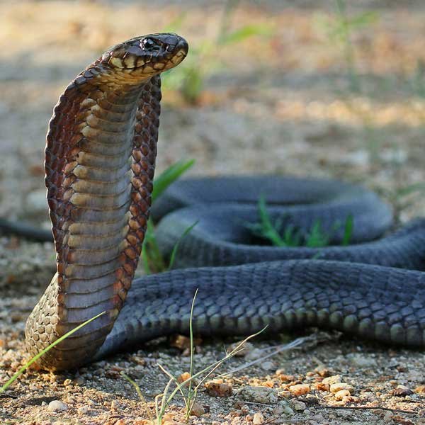 The Holden Astra Modified as a Snake Relocation Vehicle