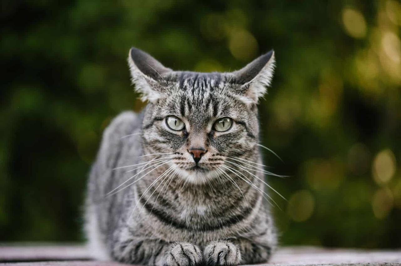 Cat Mesra Roo Dengan Mikrokapsul Reaktif Roo Motion