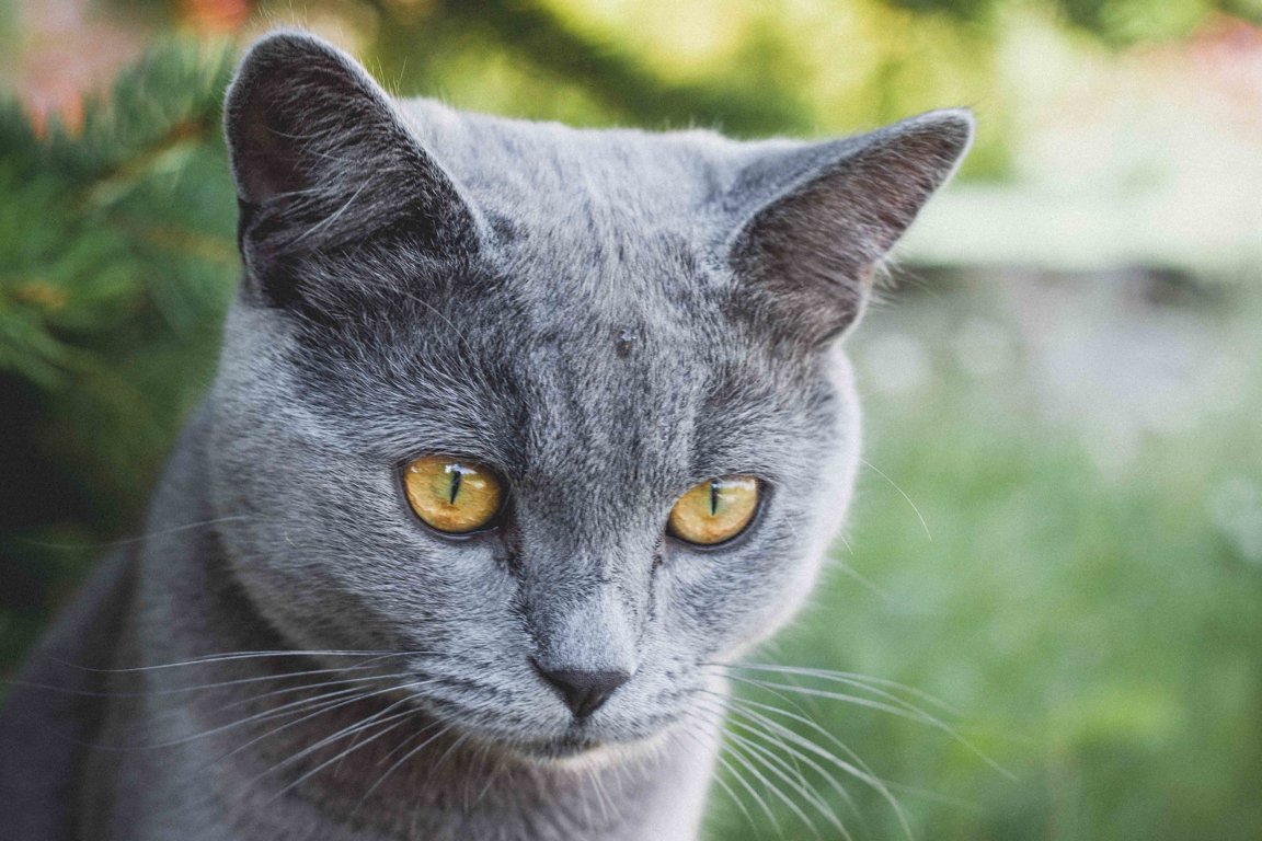 Cat Mesra Roo Yang Memancarkan Cahaya Lembut untuk Memberitahu Pemandu