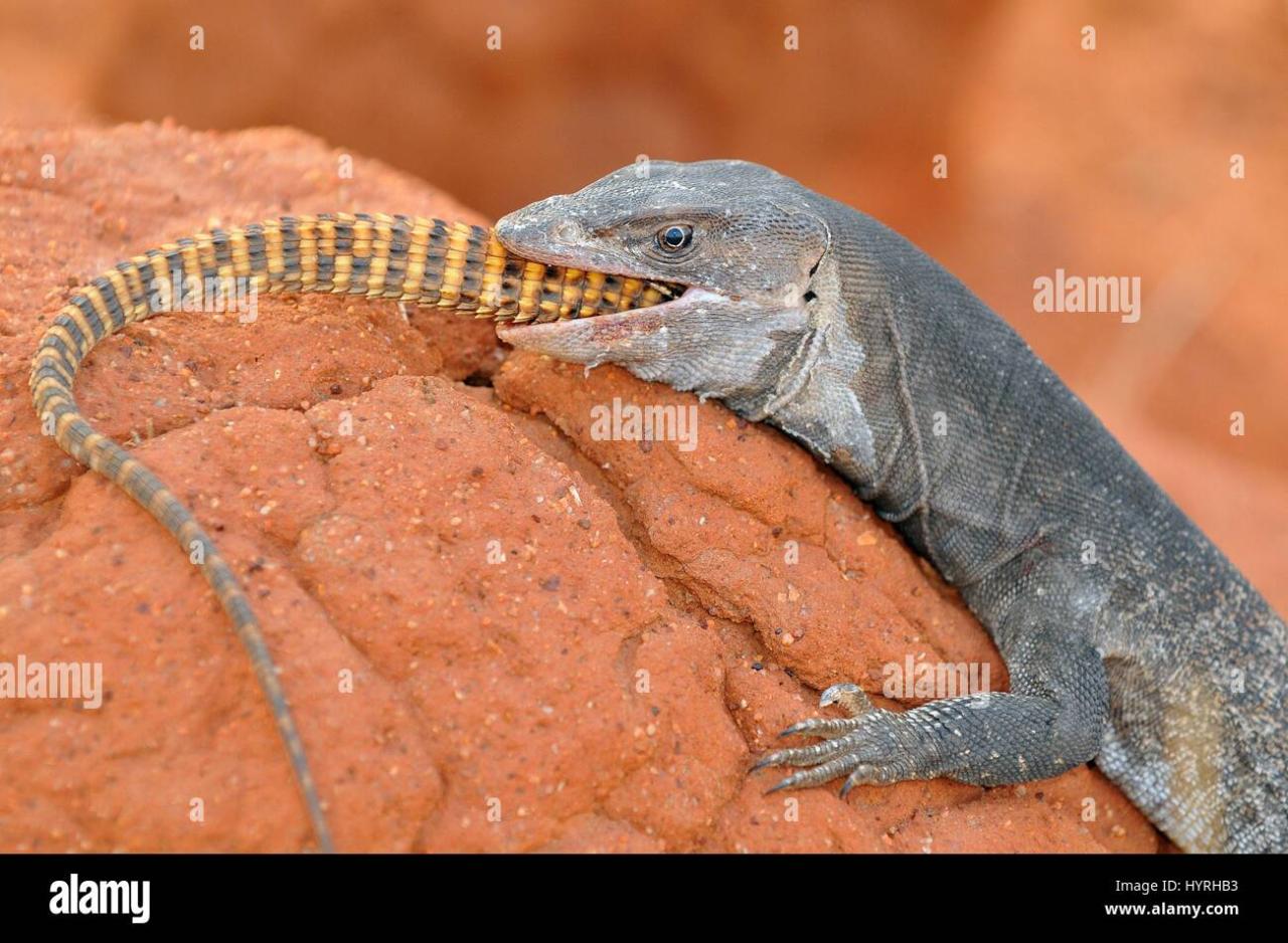 The Territory Van Turned into an Outback Lizard Sanctuary
