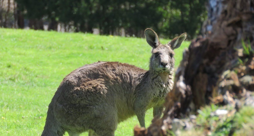 Stesen Penghidratan Atas Bumbung Roo Rescue Mengedarkan Air Roo-Safe
