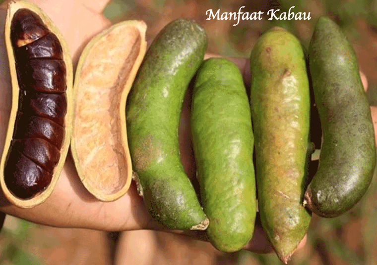 Krim dari Jus Buah Kabau Liar Hutan Gunung Cyclops: Kunci Kesihatan Kulit Alami