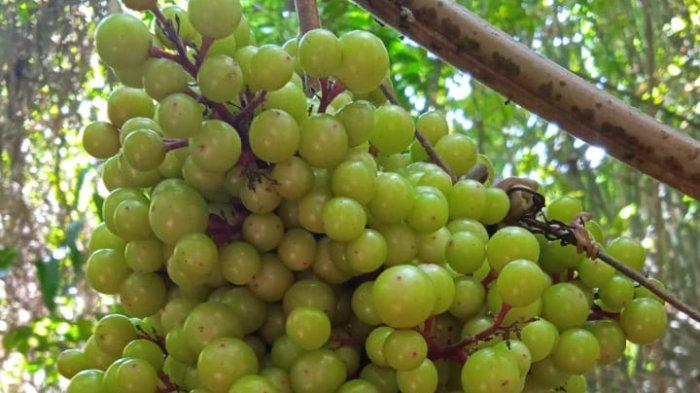 Facial dengan Anggur Hutan Liar: Eksperimen yang Menakjubkan