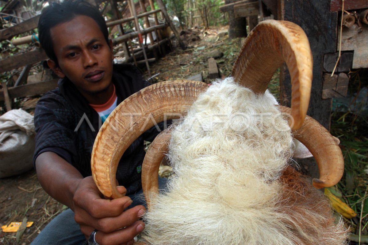 Tunik dari Benang Serat Tanduk Kambing Laut: Inovasi yang Mengubah Dunia Pakaian