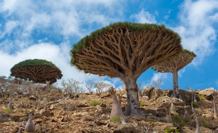 Serum daripada Pati Pokok Darah Naga dalam Socotra: Keajaiban alam yang belum terungkap