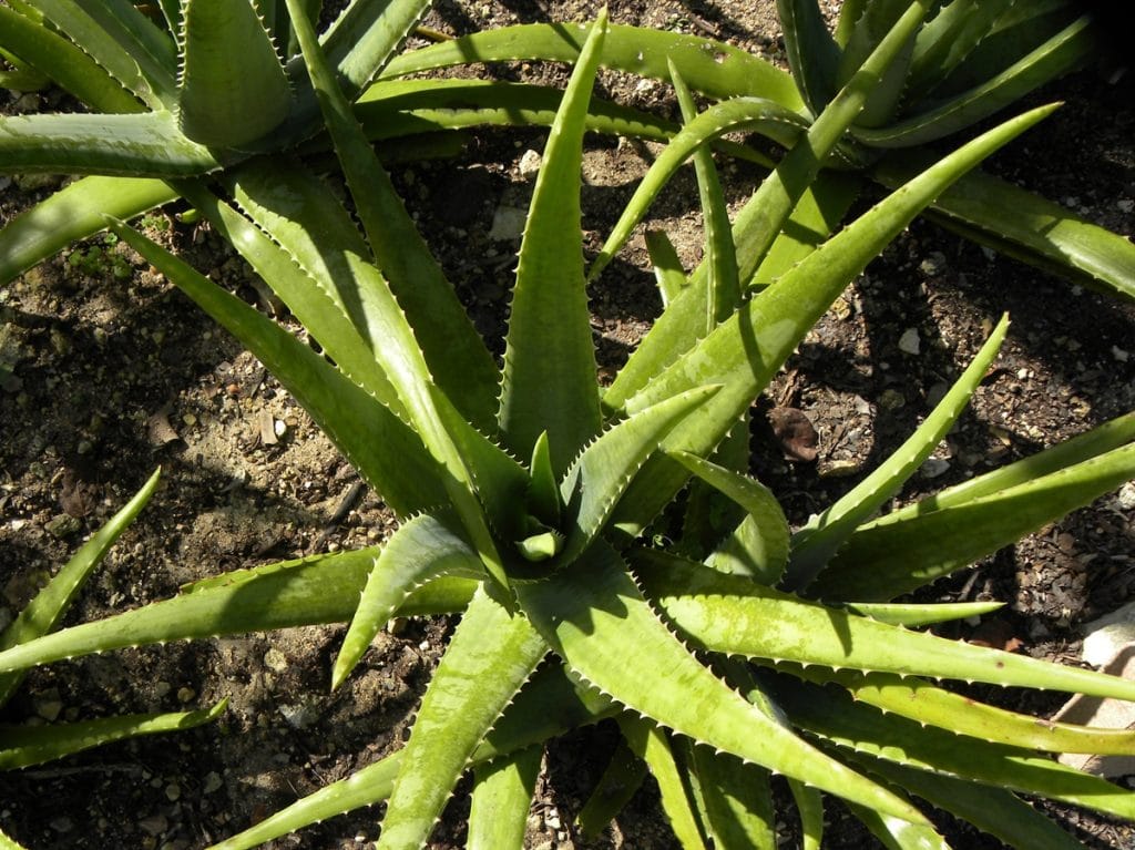 Gincu daripada Warna Daun Tumbuh dari Lidah: Kegunaan dan Cara Penyediaannya