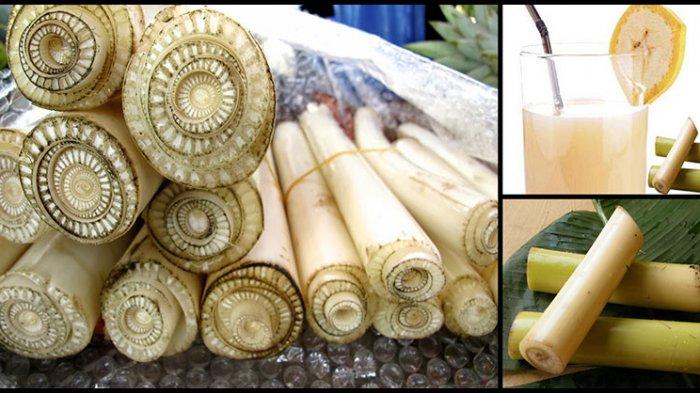 Serum dari Jus Batang Pisang Rebus dan Herba Leluhur: Penggantinya yang Tiada Umpama