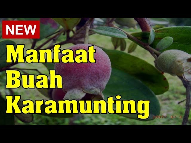 Gincu Daripada Biji Buah Karamunting dan Nira Kayu Besi: Penghasilan Produk Kosmetik Alam dengan Nilai tambah