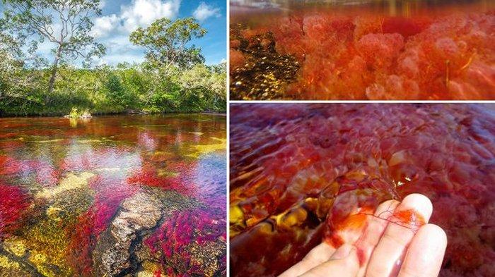 Intipati Tumbuhan Akuatik Purba Sungai Caño Cristales